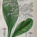 see more listings in the Botanical Prints Antique section