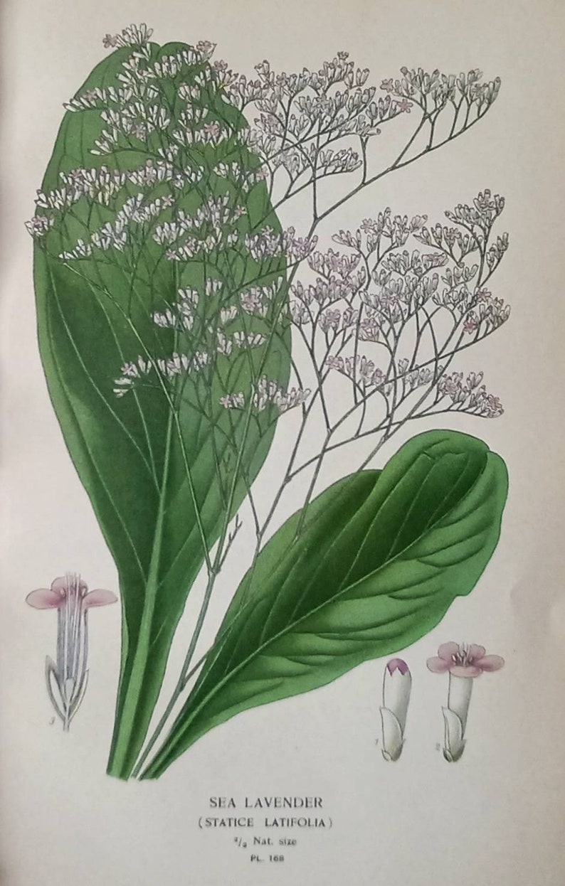 Sea Lavender Statice Latifolia. 1897 Antique Botanical Print. Edward Step. Victorian print. Marsh Rosemary. image 1