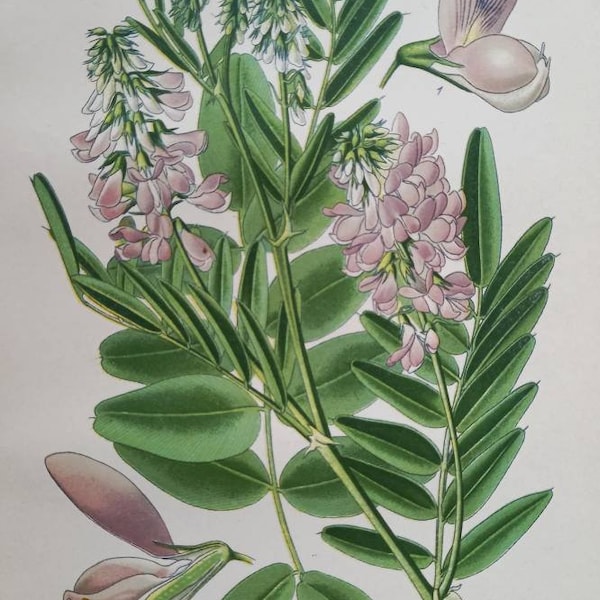 Goats Rue (Galega Officinalis). 1897 Antique Botanical Print. Edward Step. Victorian print. Lilac flowers. Member of the pea family.