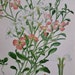 see more listings in the Botanical Prints Antique section