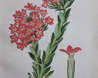 Scarlet Crassula (Rochea Coccinea). 1897 Antique Botanical Print by Edward Step. Red flowers. Victorian print.