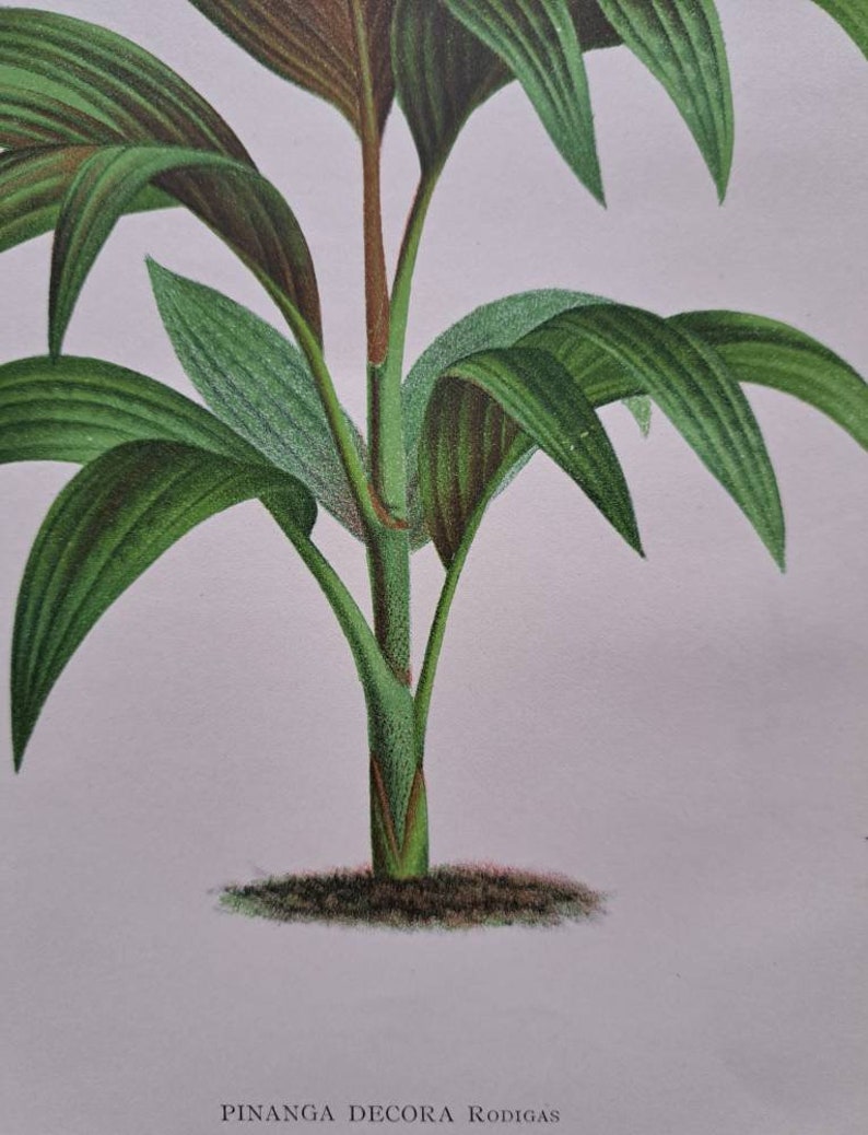 1886 L'Illustration Horticole Pinanga Decora. Palm family. Chromolithograph print. Artist P De Pannemaeker. Published by J. Linden. image 3