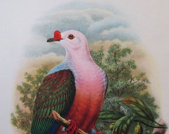 1948 New Ireland Fruit Pigeon (Carpophaga Rubricera) print. John Gould artist. Vintage original bird lithograph. Papua New Guinea.