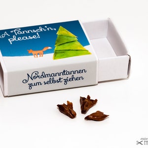 A Tännsch'n, please! - Grow the Nordmann fir yourself