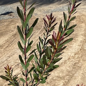 Leucadendron ‘Safari Sunset’ - 5 Gallon (GN)