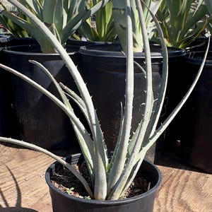 Silver Dyckia Plant - Etsy