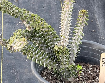 Alluaudia procera - Madagascar Ocotillo (EP30)