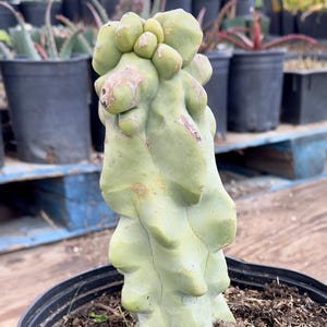 Totem Pole Cactus EL9 - Pachycereus schottii f. monstrosus