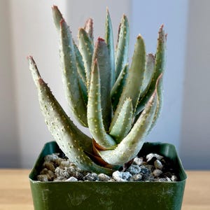 Aloe ramosissima E1