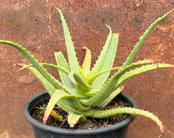 Variegated Torch Aloe - Aloe arborescens variegata