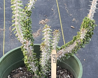 Alluaudia procera - Madagascar Ocotillo (EP27)