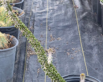 Alluaudia procera - Madagascar Ocotillo (EP28)