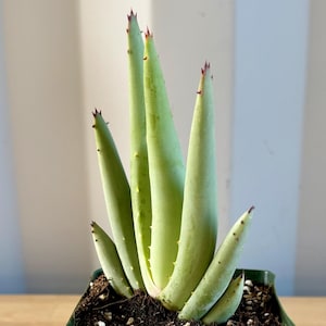 Aloe claviflora E6