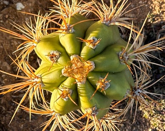 Echinopsis terscheckii - Argentine cardon grande