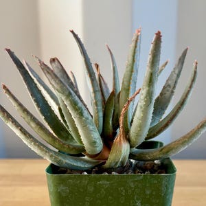 Aloe ramosissima E3