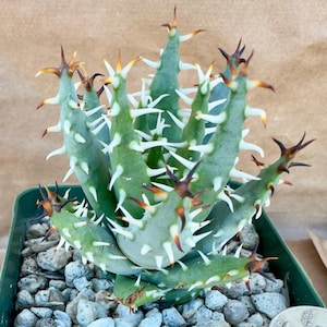 Aloe erinacea