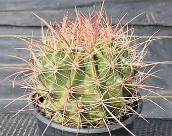 Ferrocactus pottsii