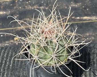 Ferocactus cylindraceus - California Barrel Cactus