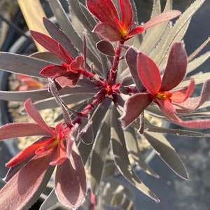 Leucadendron 'Ebony' - 3 Gallon