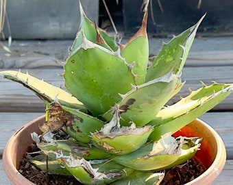 Agave Titanota 'caesar' - アガベ チタノタ “シーザー” - 凱撒