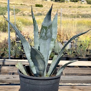 bogenhanf wirkung Bogenhanf 'Cylindrica' kaufen | Sanseveria cylindrica main image 1
