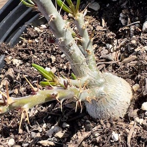 Pachypodium bispinosum EL28