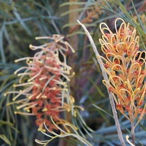 Grevillea 'Honey Gem'  - 5 Gallon (GN)