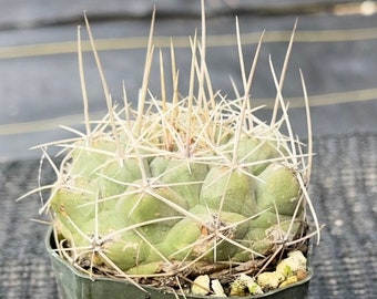 Thelocactus hexaedrophorus