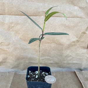 Brachychiton rupestris sapling