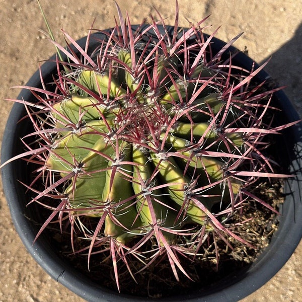 Devil’s Tongue Barrel Cactus - Ferocactus latispinus