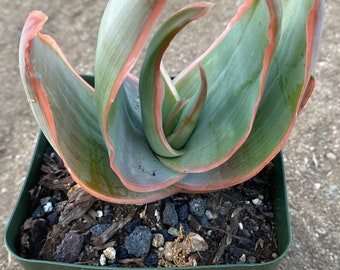 Coral Aloe Etsy