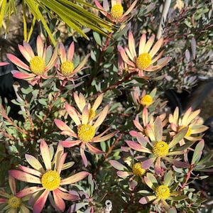 Leucadendron ‘Hawaii Magic’ - 5 Gallon (GN)
