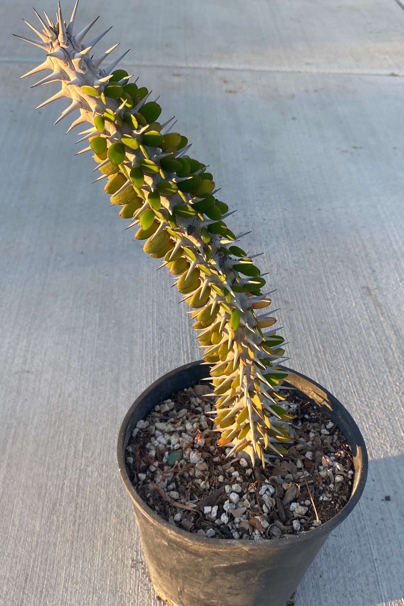 Madagascar Ocotillo Alluaudia Procera Etsy