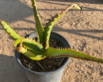 Aloe Camperi - Nubian Aloe