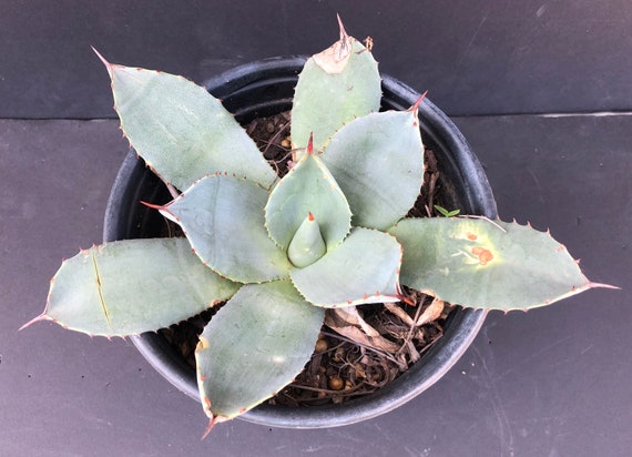 Agave parryi truncata , Artichoke Agave