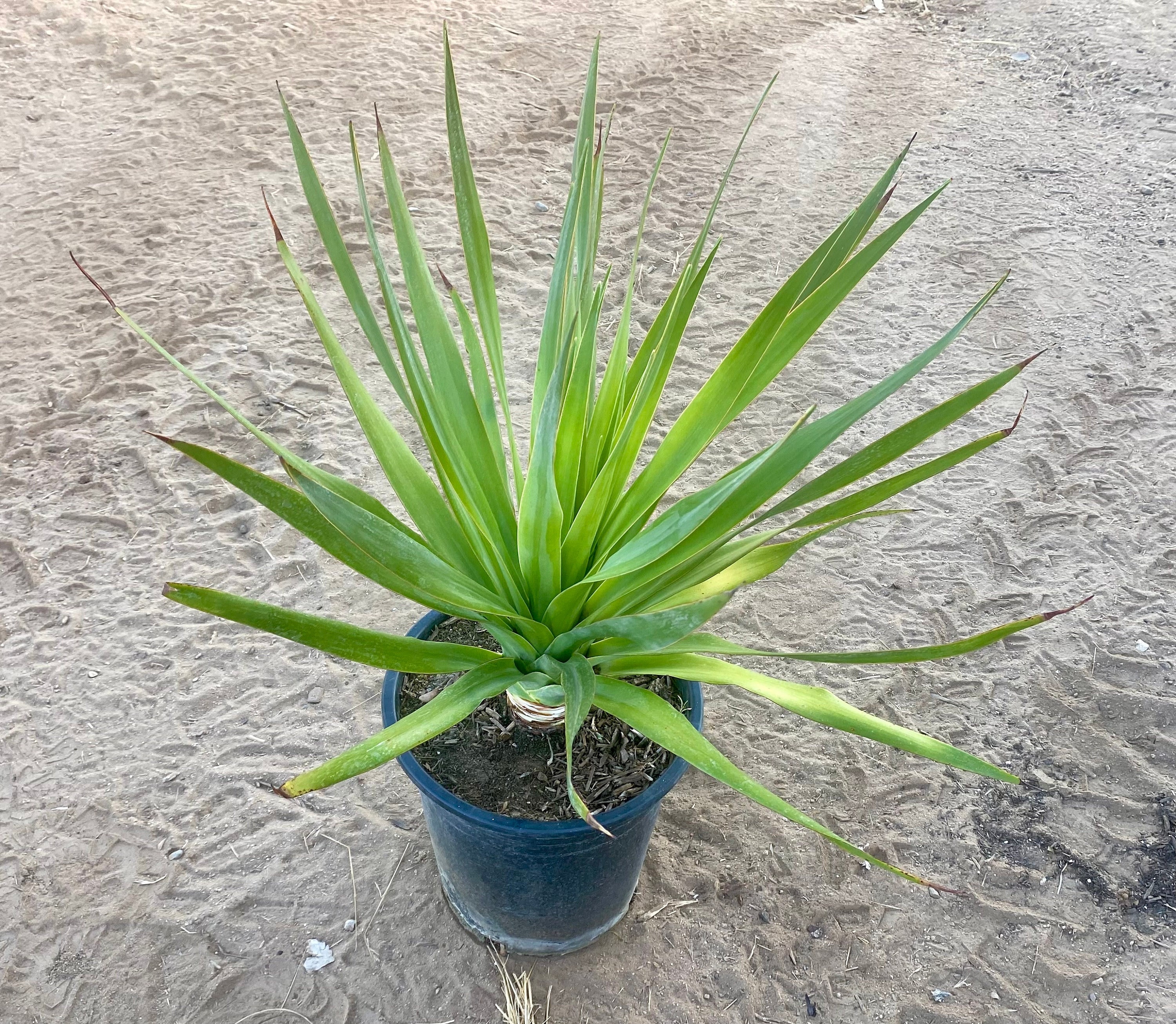 Dracaena Draco  5 Gallon - Dragon Blood Tree