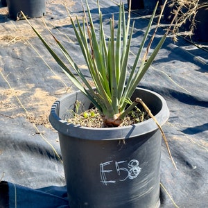 Yemen Dragon Tree - Dracaena Serrulata - E58 - Etsy