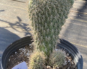 Crested Boxing Glove Cholla #E2