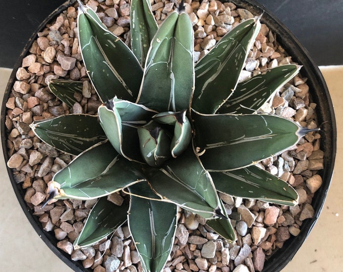Ferdinand Agave Agave Ferdinandi-regis - Etsy