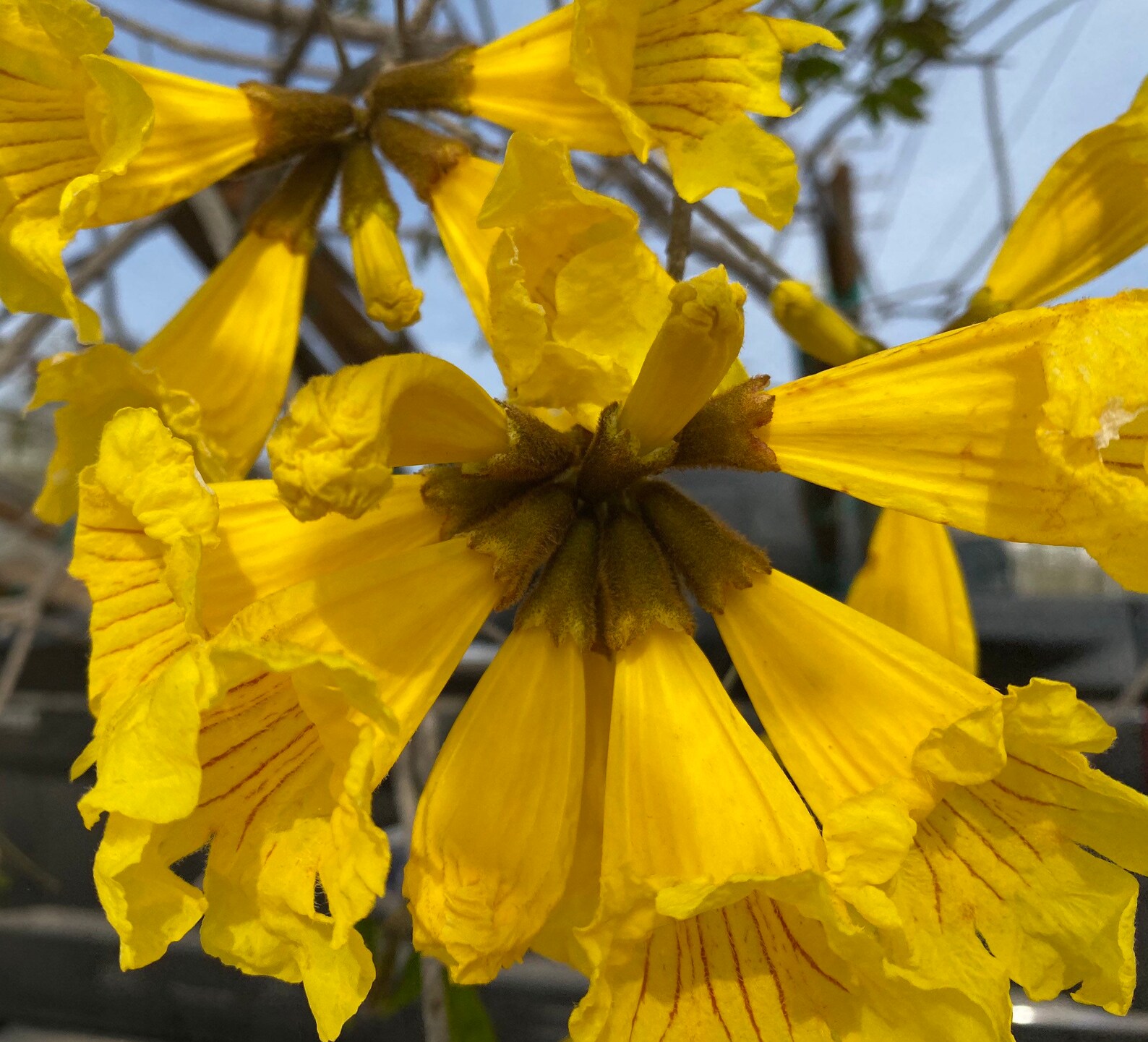 Yellow Trumpet Tree Tabebuia chrysotricha Etsy
