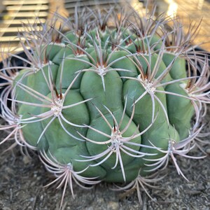 Gymnocalycium saglionis - Giant Chin Cactus