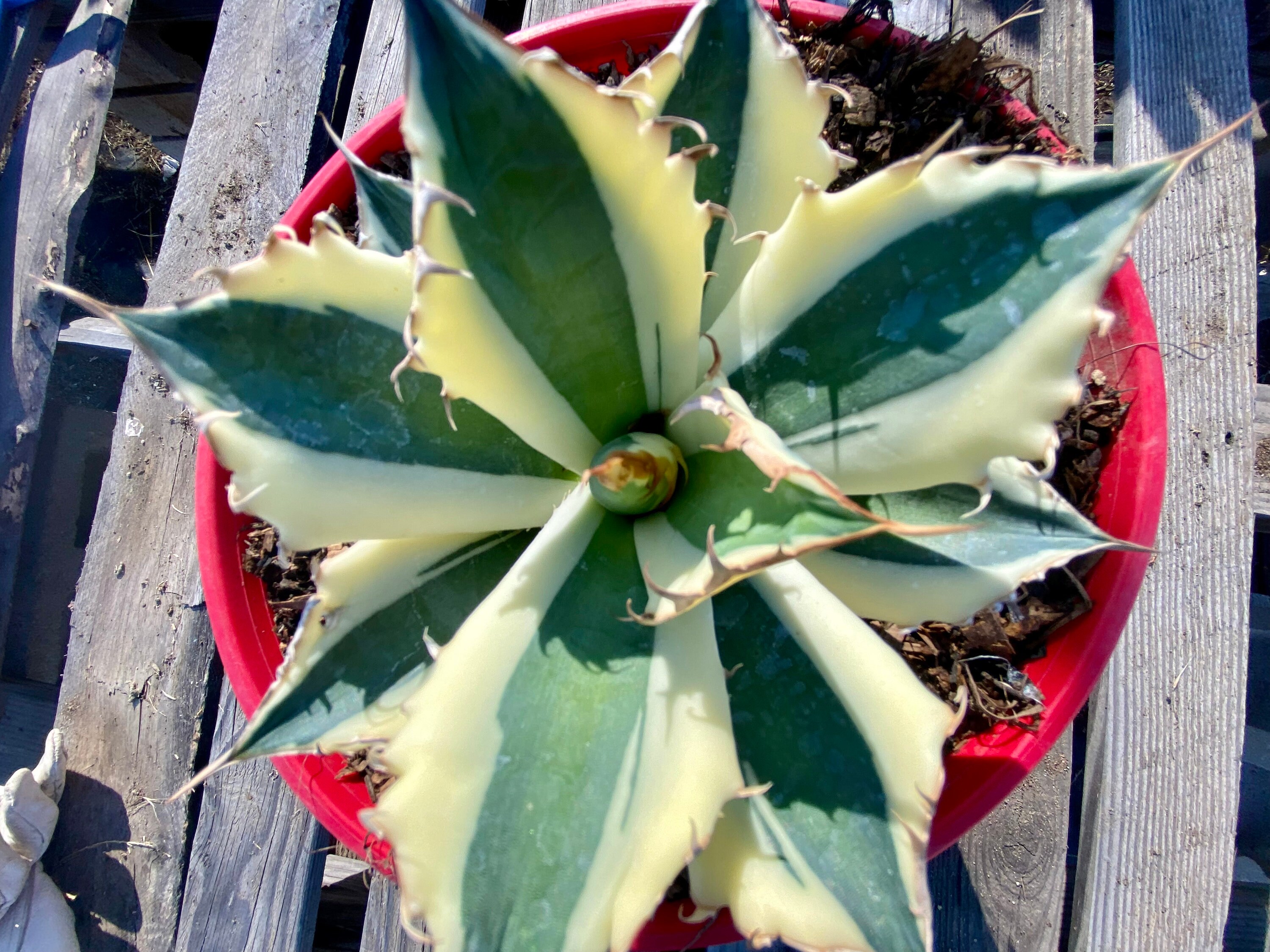 Snaggletooth Agave - Etsy Snaggletooth Agave - Etsy