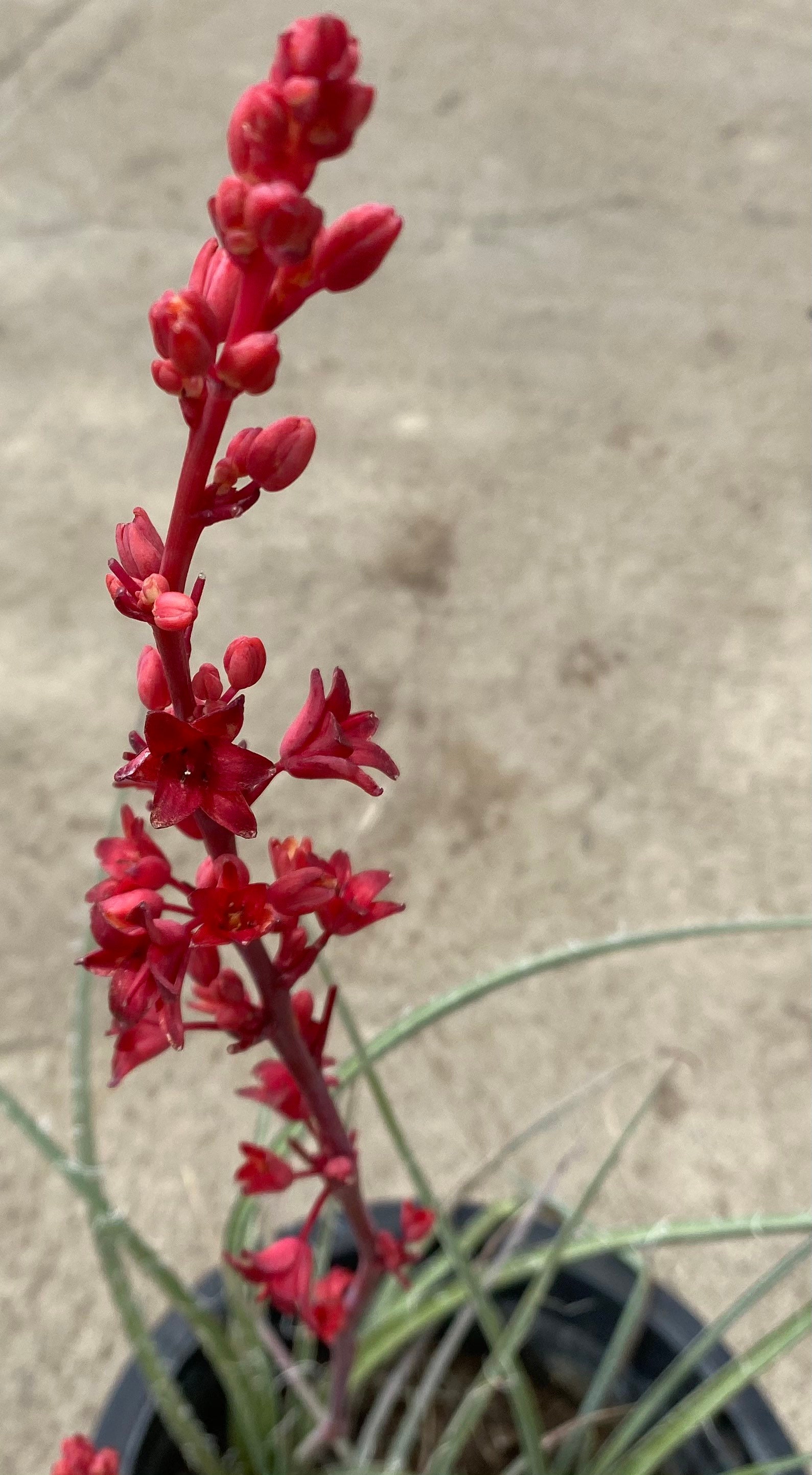 BrakeLights Red Yucca Hesperaloe Parviflora Etsy
