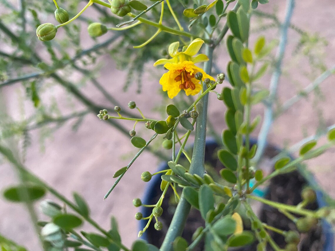 1 gallon Desert Museum Tree Thornless Palo Verde Etsy