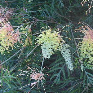 Grevillea 'Peaches and Cream' - 5 Gallon (GN)