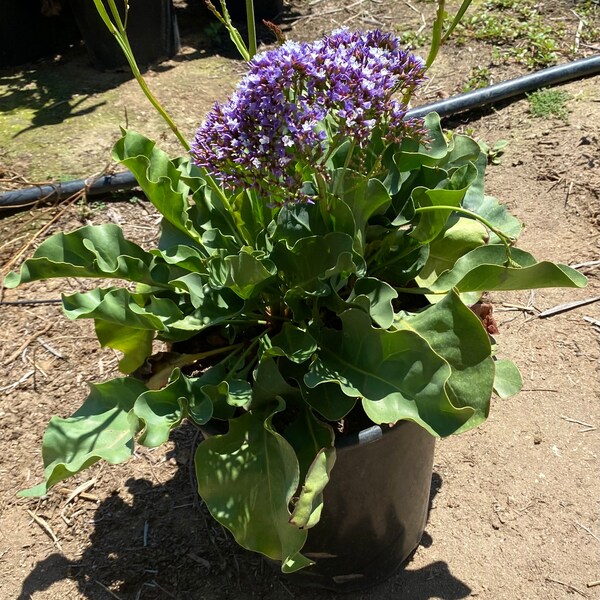 Sea Lavender Plant Etsy