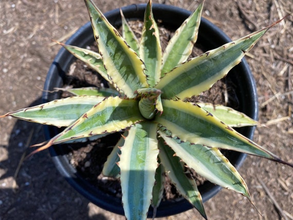 Agave Frostbite | Etsy