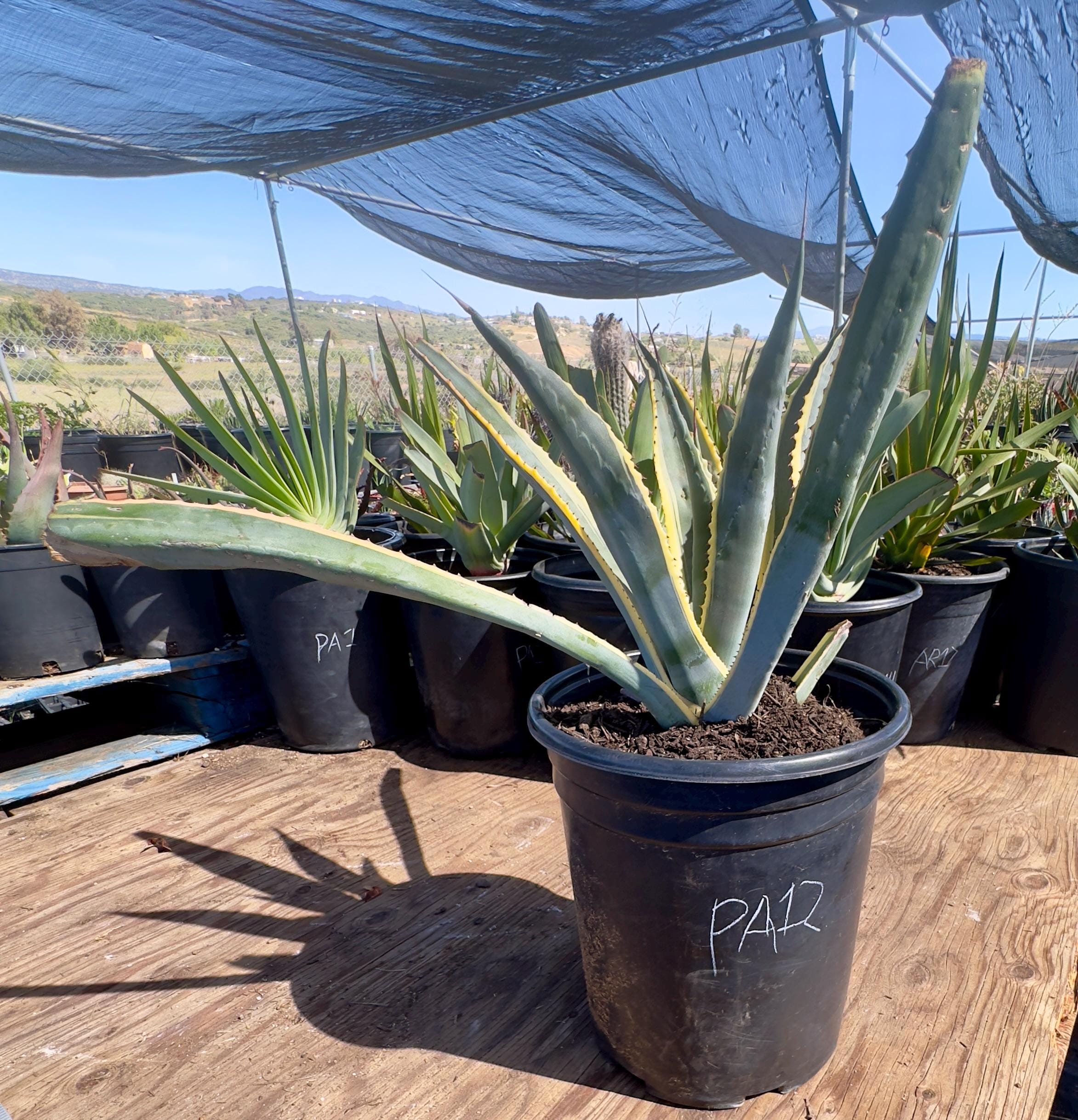 アガベ　Agave americana 'Variegata' Agave americana 'Variegata' - Alvarez Nursery