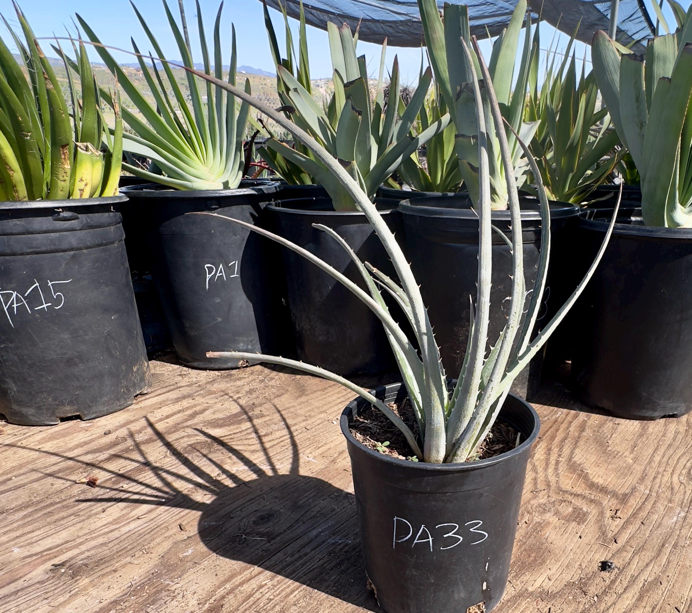 Silver Dyckia Plant - Etsy