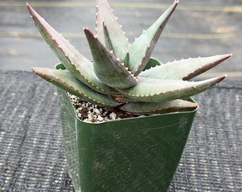 Aloe Meyeri